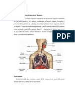 Anatomía Del Aparato Respiratorio Humano