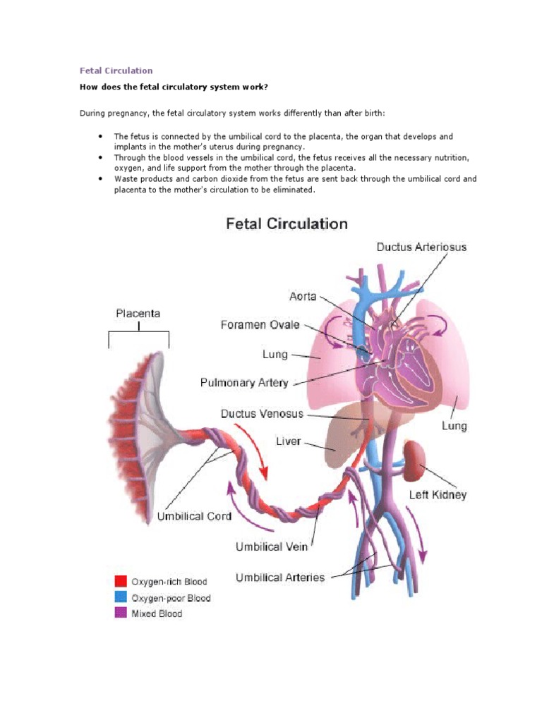 Fetal Circulation... | Fetus | Circulatory System