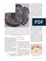 II.4.b. Lipoproteínas Vías de Síntesis