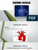 Anatomía Vascular