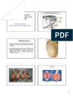 19 - Anatomia de La Reproduccion en El Macho