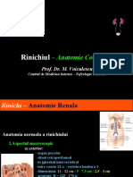 Rinichiul – Anatomie Corelativa