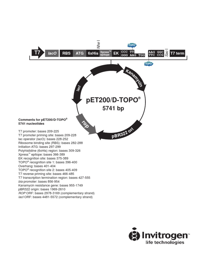 Pet200dtopo Map | PDF | Promoter (Genetics) | Systems Biology