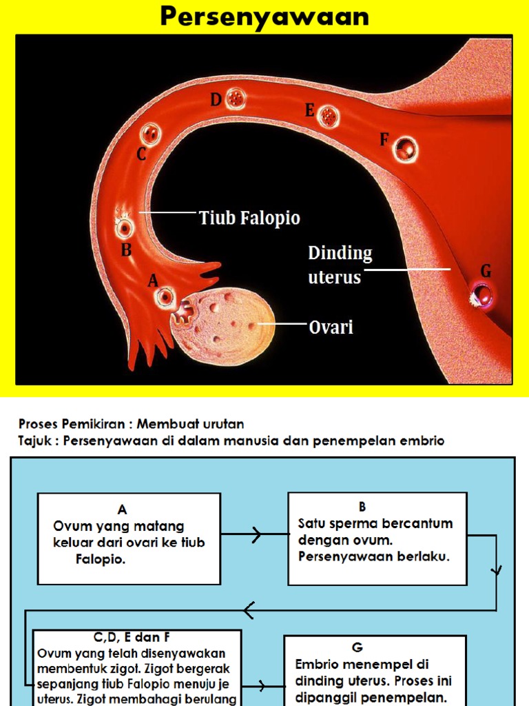 Persenyawaan Dan Kehamilan Pdf