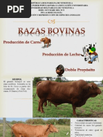 Razas Cebú (Raza Indubrasil) | PDF | Vacas | Animales domesticados