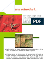 6.Cyperus Rotundus