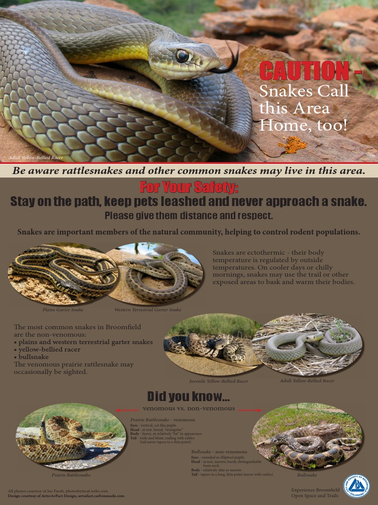 Draft Panel Snakes | PDF | Cooking, Food & Wine | Home & Garden