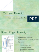 The Upper Extremity: Arm Muscles, Axilla, Brachial Plexus