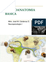 Neuroanatomia Básica