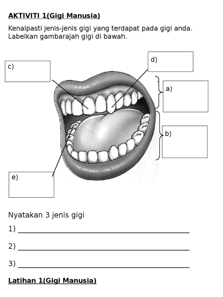 Aktiviti 1 Gigi Manusia Pdf