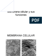 Membrana célular y sus funciones
