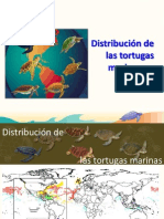 Distribución de Las Tortugas Marinas en América