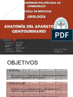 Anatomia Del Aparato Genitourinario