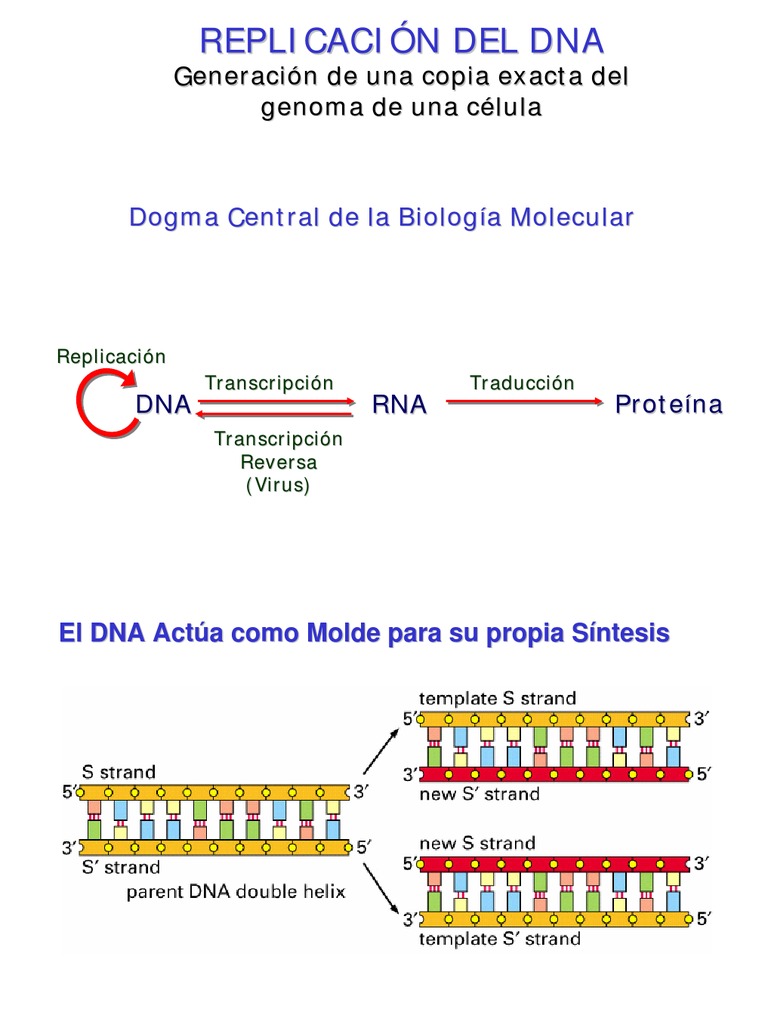 Biologia Celular - Clase 12 | PDF | Replicación De Adn | Adn