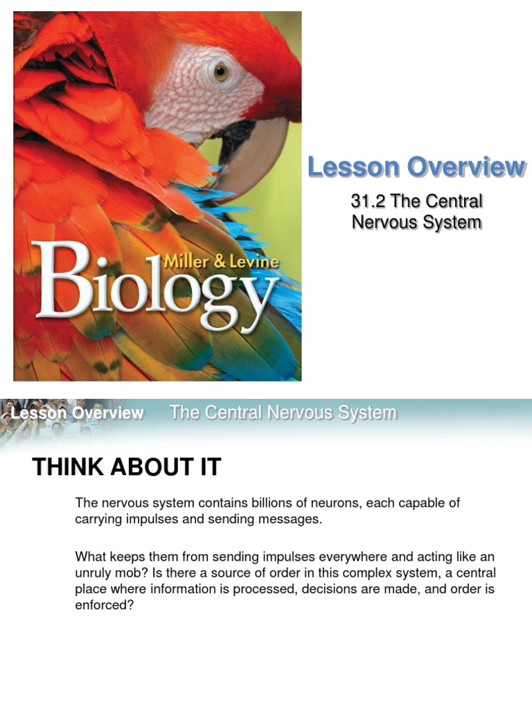 Overview of the Central Nervous System | PDF | Central Nervous System ...