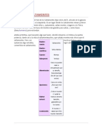 Origen y características del saltamontes