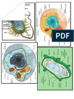 Las Cuatro Fases de La Mitosis