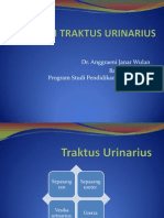 Anatomi Traktus Urinarius