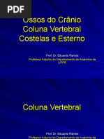 ER Ossos Cabeça, coluna, costela