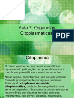 Aula 7 organelas citoplasmáticas