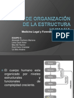 Niveles de Organización de La Estructura Humana