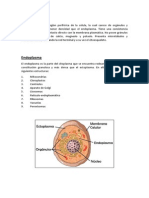 Ectoplasma y Endoplasma