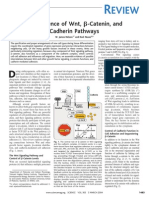 Wnt, β-Catenin, and Cadherin Pathway Convergence