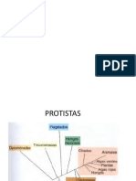 07 Protistas