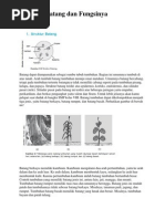 Struktur Batang Dan Fungsinya