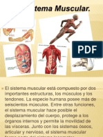 Sistema Muscular