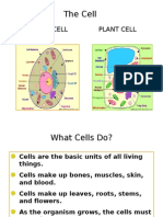 The Cell: Animal Cell Plant Cell