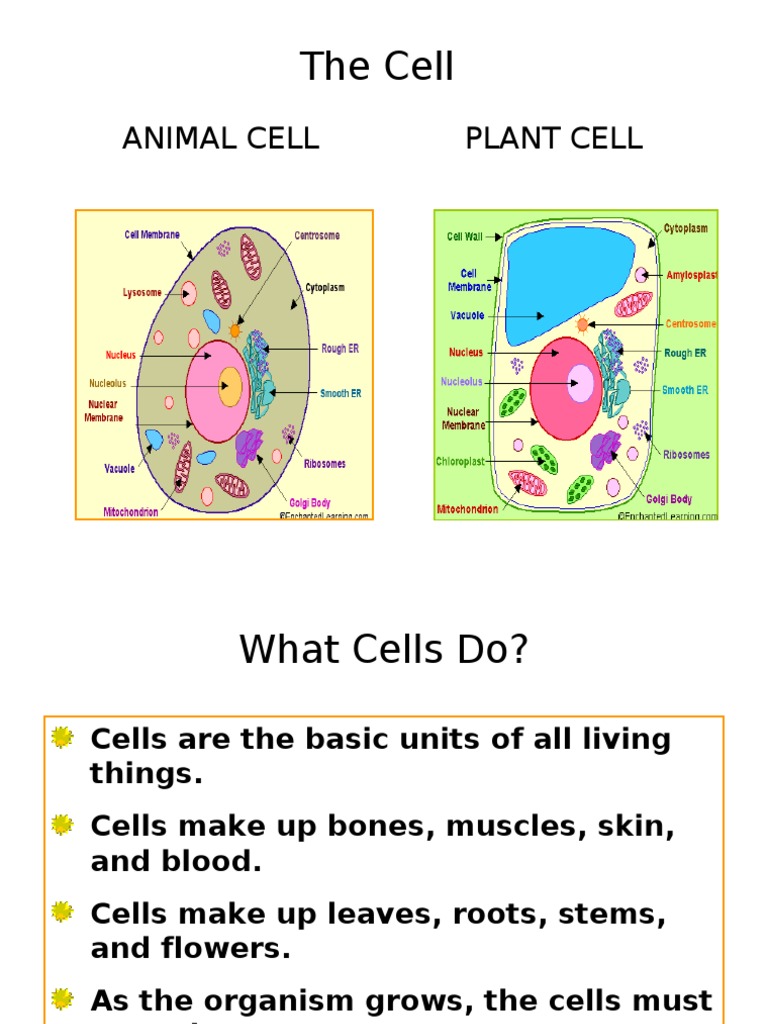 The Cell: Animal Cell Plant Cell | PDF | Vacuole | Cell (Biology)