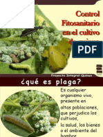 Plagas y Enfermedades en El Cultivo de Quinua