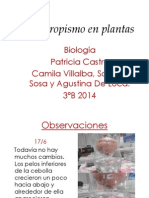 Hidrotropismo en Plantas2 (2)