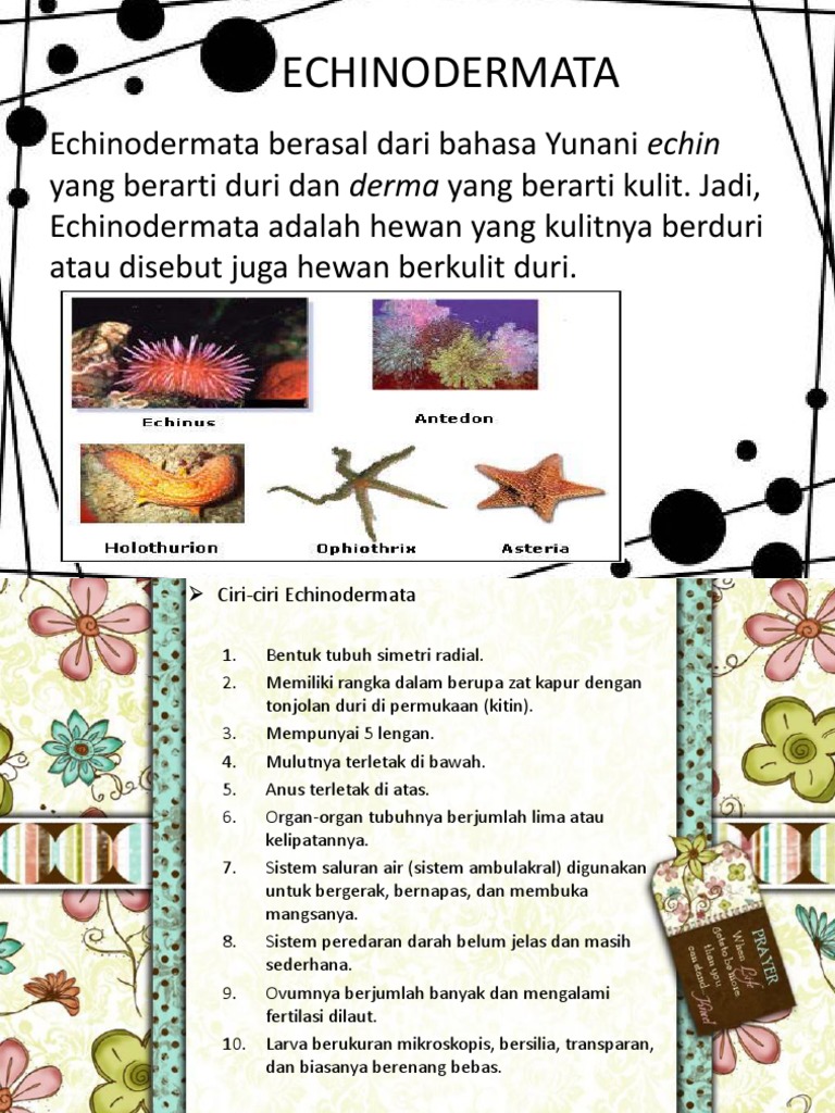Echinodermata