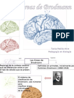 Áreas de Brodmann