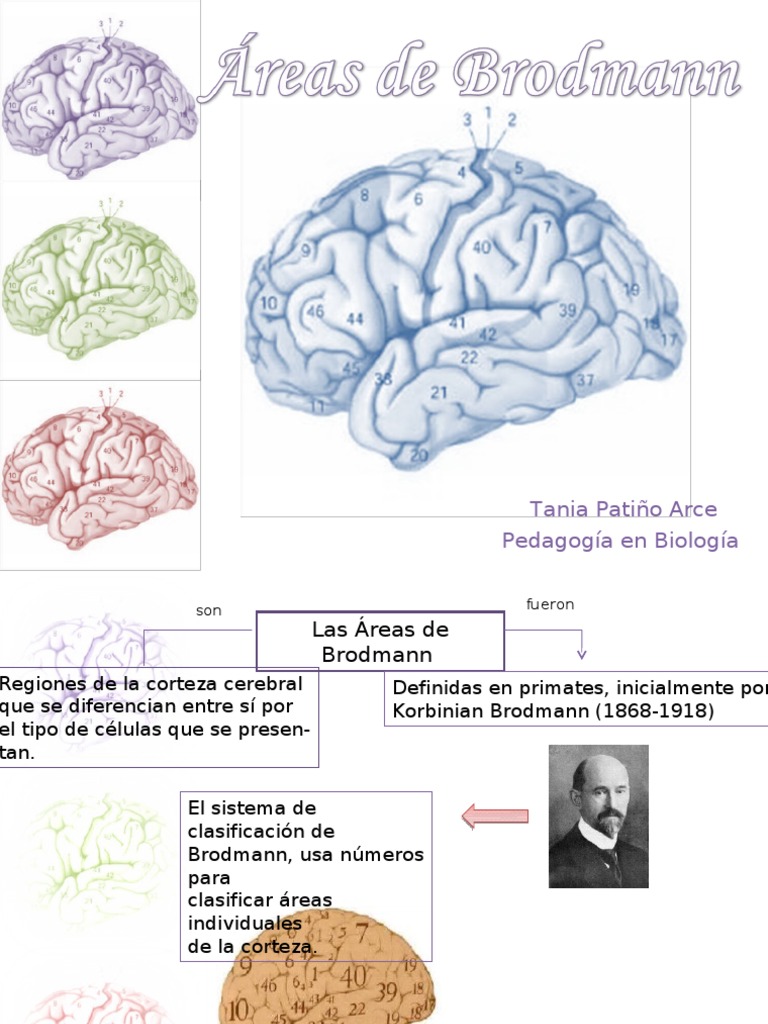 Áreas de Brodmann Lóbulo temporal Percepción visual