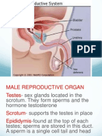 Female Sex Organ