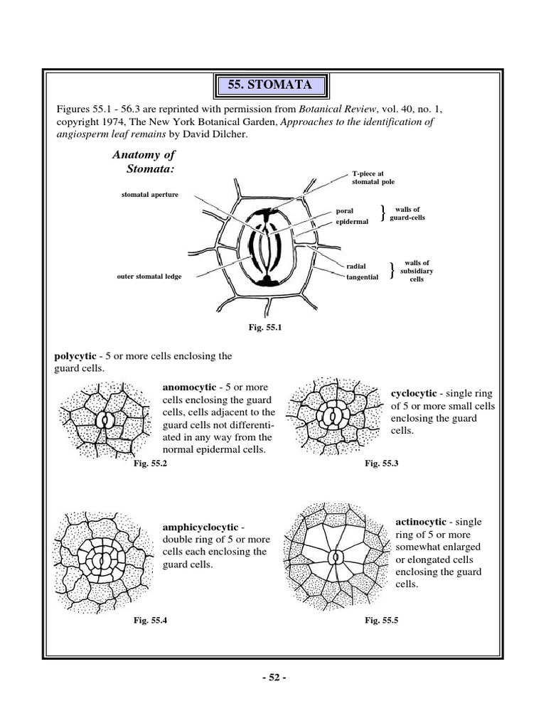 Stomatal Types | Stoma | Zoology