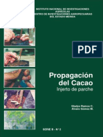 Propagación Del Cacao Injerto de Parche