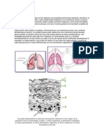 CAVIDAD PLEURAL y Mecanismo de La Ventilacion