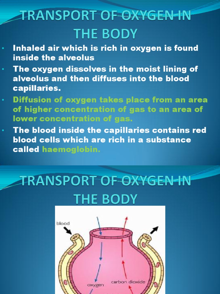 Transport of Oxygen in the Body Biology Diagrams