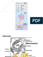 Ciclo de Krebs Fosf Oxidativa