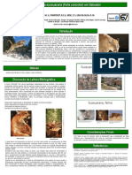 A História Da Suçuarana (Puma Concolor) Em Salvador