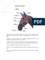 Regiones Del Cuerpo Del Caballo