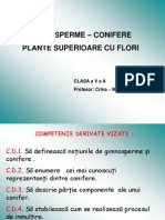 Clasa A V A Inspectie Definitivat Conifere