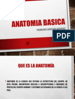 Anatomia Basica