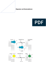 DNA-Schäden Reparatur Genmutationen