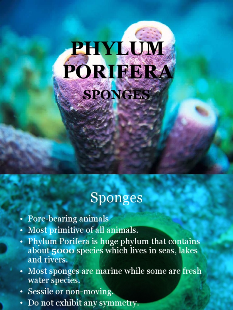 Phylum Porifera PDF Sponge Organisms