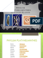 Phylum Platyhelminthes